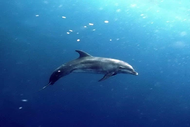 Underwater dolphin hd wallpapers