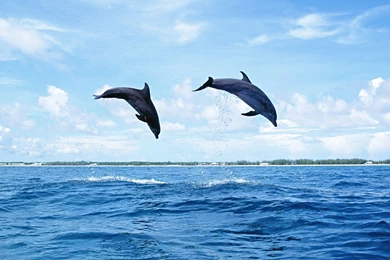 Pictures Of Baby Dolphins   HD Wallpapers Pretty
