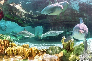 Dolphins World Wonder Wallpaper Images, HQ Backgrounds