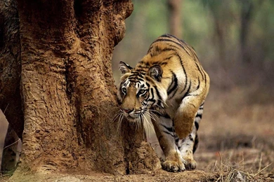 Indian Tiger On The Prowl   (