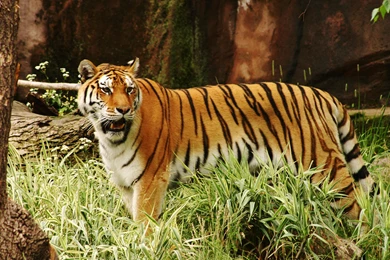 Tiger In Woods >> HD Wallpaper, Get It Now!