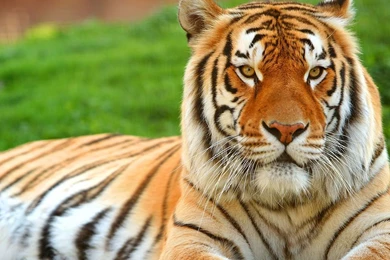 Latest Tiger Hd Image