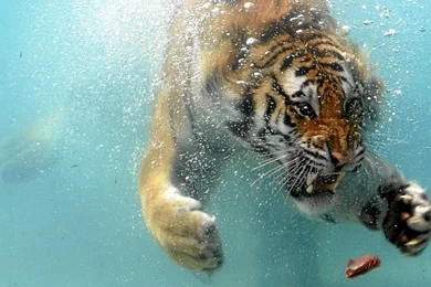 Free Download Wallpapers HD : White Tiger,beautiful Tiger,hd Tiger ...