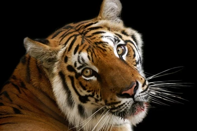 Indian Bengal Tiger Wide Screen 4K Wallpapers