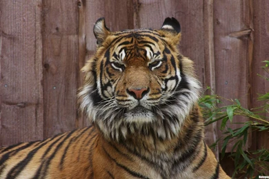 Indian Tiger Wallpapers