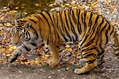 Indian Tiger Wallpapers   8727