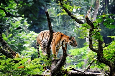 Indian Bengal Tiger In Jungle Wallpapers   New HD Wallpapers
