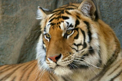 Indian Bengal Tiger