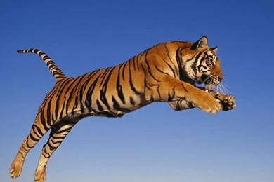 Jumping Tiger HD Wallpapers Http://www.mobdecor.com/b2b/wallpapers ...