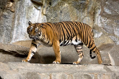 Indian Tiger In Forest Hd Wallpapers Free Hd Wallpapers