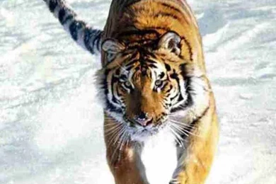 Indian Tiger: National Animal Of India Photos, Indian Tiger Images