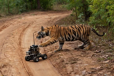 Tigers   Photo Gallery   National Geographic Magazine