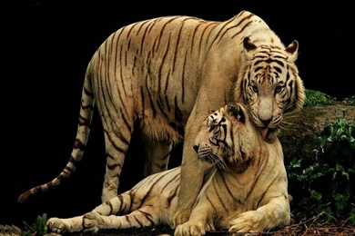 Indian Tigers