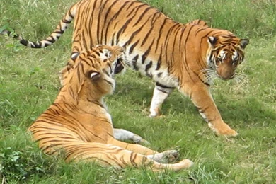 Indian Tiger Also India Wildlife Tiger Further Bengal Tiger India ...