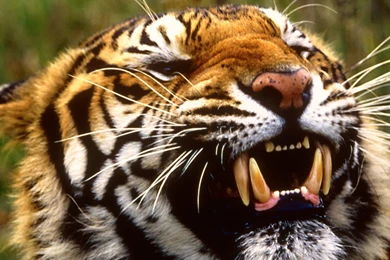 LIFE AS A HUMAN – Tiger, Tiger, Burning Bright: India's Endangered ...