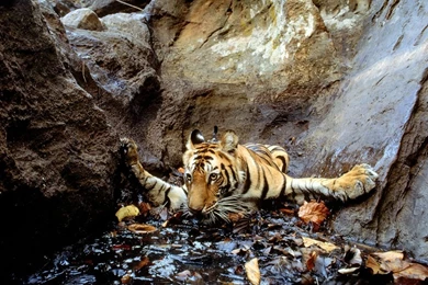 Tiger Snapped By Camera Trap