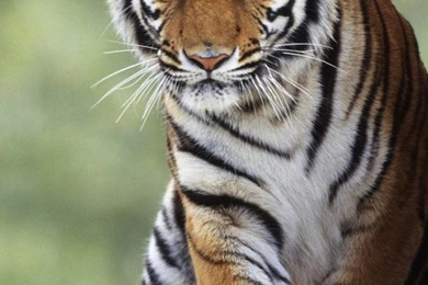Iphone Tiger National Animal Backgrounds