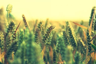 Nature Wallpaper: Retina Macbook Pro Wallpapers Android HD Quality ...