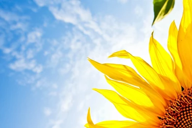 Sun Flower Wallpapers   Splendid Wallpapers HD