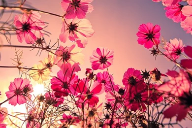 Flower Wallpapers Tumblr