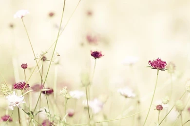 Flowers Tumblr 1440x900