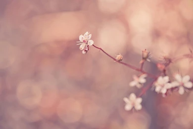 Wallpapers Hd Tumblr