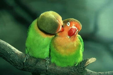 Wallpapers Kiss Lover Love Birds Kissing Hd Pictures And 1920x1200 ...