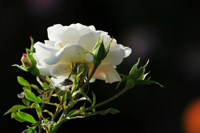 Best White Rose Flowers Wallpapers   Entertainment Only