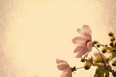 Two Pink Daisyes On Cream Textured Backgrounds (vintage Flower ...