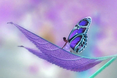 LITTLE PURPLE FAIRY WALLPAPER   (