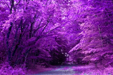 Purple Fairy Related Keywords & Suggestions   Purple Fairy Long ...