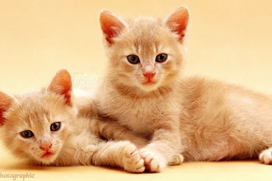 Cream Textured Backgrounds