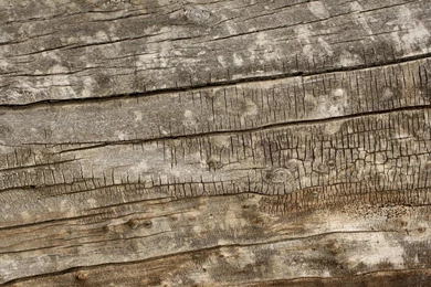 Dark Weathered Wood Texture