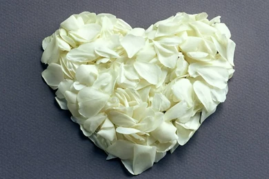 Romantic Love Of White Rose Flowers Wallpapers
