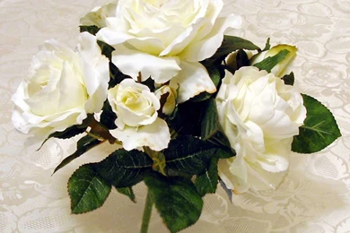 White Rose Flowers   Flower HD Wallpapers, Images, PIctures ...