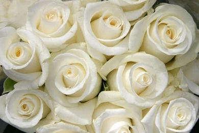 White Rose Flower Bouquet Wallpaper HD.jpg 1,024×768 Pixels ...