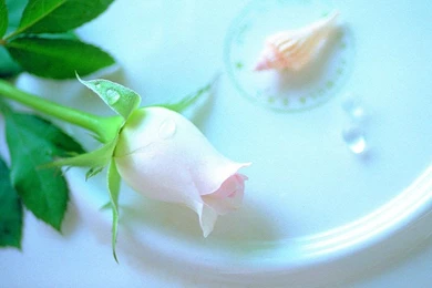 Best White Rose Flowers Wallpapers   Entertainment Only