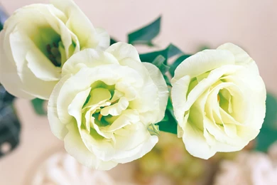 Roses Flowers HD Wallpapers, Pictures