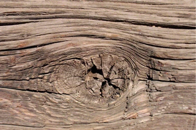 Knot In Wood