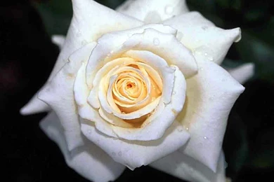 White Rose Wallpapers Wallpapers Cave