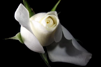 White Rose HD Photos Flowers Wallpapers Collections Free Download ...