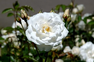 White Rose Flower Wallpapers