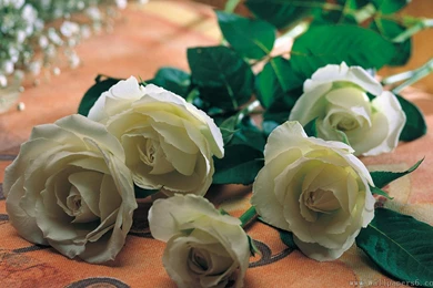 White Rose － Flower Wallpapers   Free Download Wallpapers,windows ...