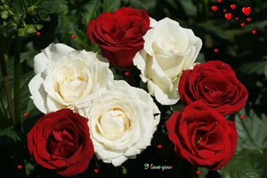 White Rose Flowers Wallpapers Entertainment Only