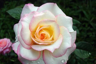 The Most Beautiful Pink Rose