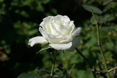 White Rose Flower Wallpapers 10510 1600x1200 UMad.com