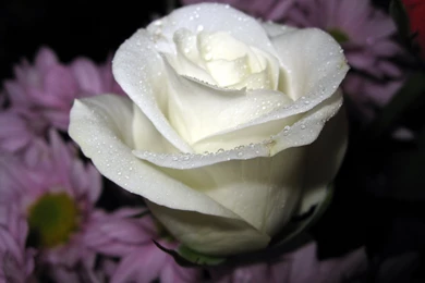 White Flowers Desktop Wallpapers ~ Toptenpack.com