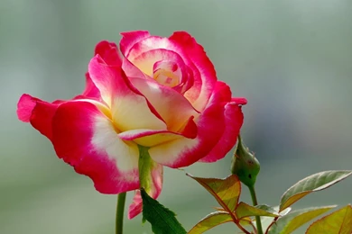 Red And White Rose Flower Photography Wallpapers   1280x1024 ...