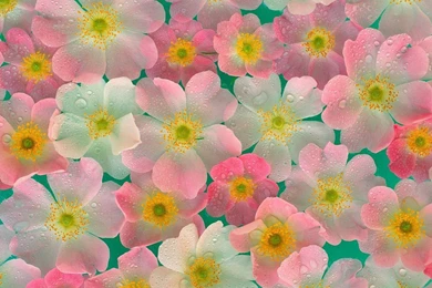 Wallpapers Flowers Collection (47+)