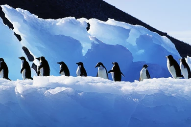 Penguin Wallpapers
